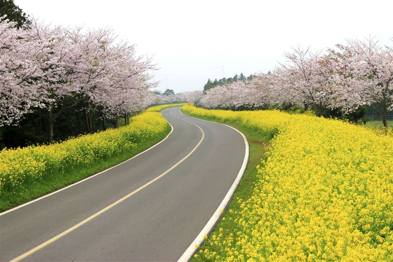 韓國濟洲島的山房山，將佈滿金黃色油菜花，同時也與櫻花相互輝映，構成一幅壯麗景觀。（圖／品牌業者提供）