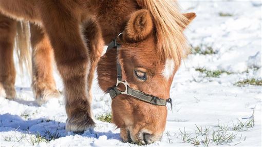 最矮的馬現身！只有52.6公分　體型像小狗