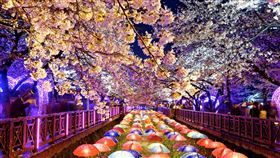 韓國釜山的賞櫻勝地鎮海，每年三到四月都會被「櫻花海」覆蓋，屆時將湧入成千上萬的遊客。（圖／品牌業者提供）