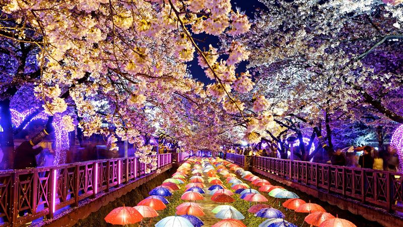 出國賞櫻熱潮飆！盤點北半球四大絕美花季