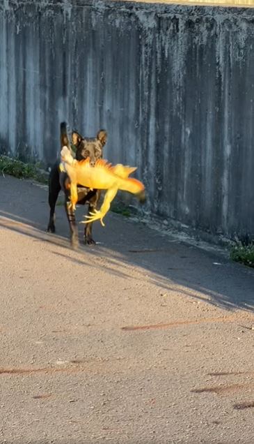 釣友拍下，有條黑狗與綠鬣蜥搏鬥，不到10秒綠鬣蜥就被制伏了。（圖／翻攝自臉書社團＠非常路亞）
