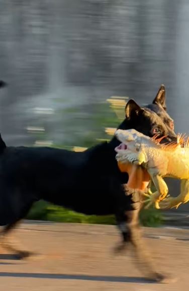 黑狗咬住綠鬣蜥，即使掙扎猛烈也不放開。（圖／翻攝自臉書社團＠非常路亞）