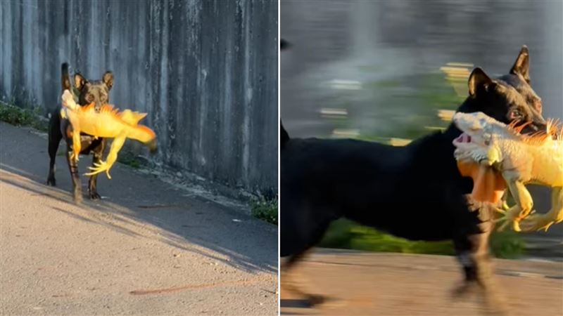「獵龍黑狗」大戰綠鬣蜥　10秒內就解決！