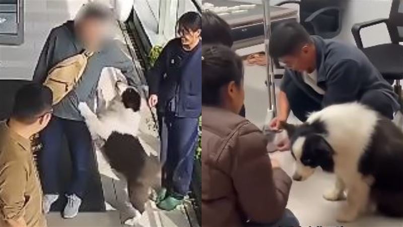 工人打算把牧羊犬煮來吃!她做1事網激讚