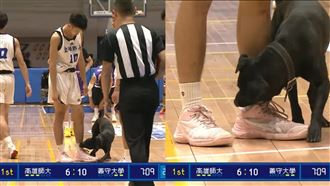 UBA比賽到一半，突然有一隻小黑狗闖入，啃起高雄師大球員蔣杰紘的腳踝與粉紅球鞋。（圖／翻攝自SSUtv Sports YouTube）