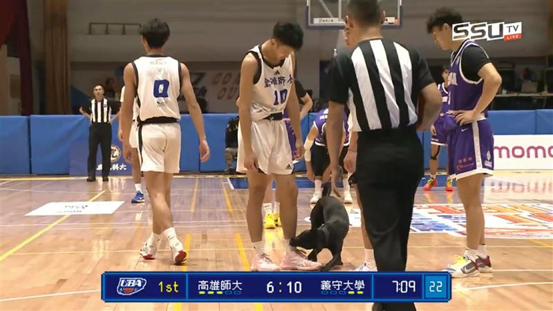 UBA比賽到一半，突然有一隻小黑狗闖入，啃起高雄師大球員蔣杰紘的腳踝與粉紅球鞋。（圖／翻攝自SSUtv Sports YouTube）