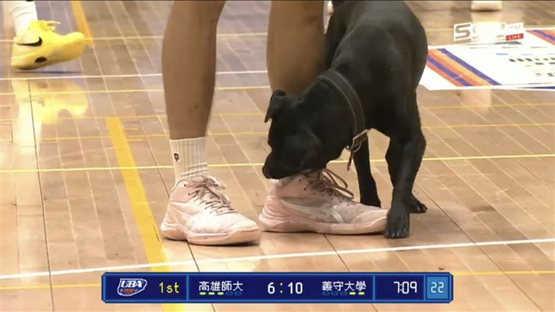 UBA比賽到一半，突然有一隻小黑狗闖入，啃起高雄師大球員蔣杰紘的腳踝與粉紅球鞋。（圖／翻攝自SSUtv Sports YouTube）