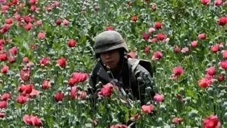 槍口下的農田？揭秘中國最神秘「農作物」