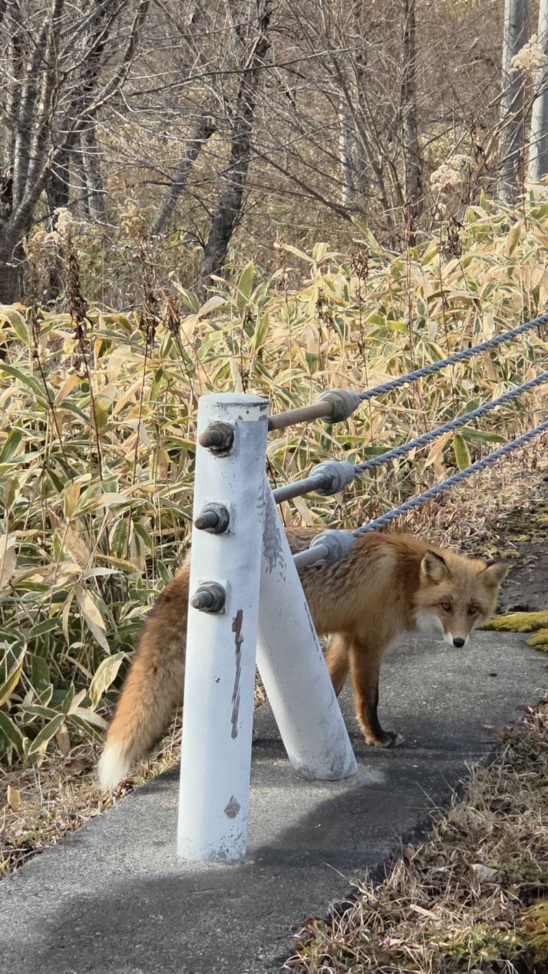 樂天女孩筠熹前往北海道，看到野生狐狸（圖／樂天桃猿提供）
