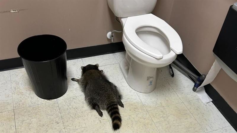 浣熊酒醉狂歡後，攤在廁所地板上。（圖／翻攝自Hanover County Animal Protection and Shelter臉書）
