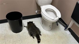 「醉」證確鑿　牠闖空門癱倒馬桶旁遭逮