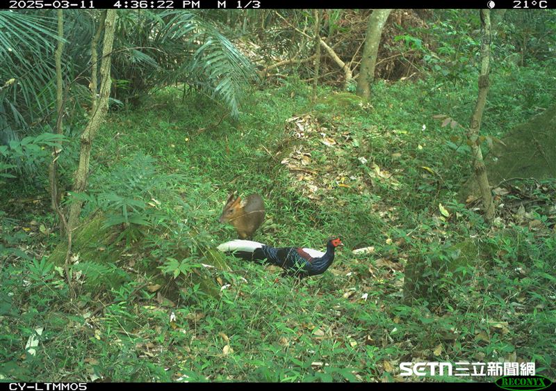 林業保育署嘉義分署在今（2025）年1～8月期間共拍攝超過45萬張紅外線影像，這當中，研究團隊發現超級愛社交的「動物網紅」&mdash;&mdash;山羌！牠超高頻率與其他動物「同框」現身，榮登森林裡的「最佳綠葉」寶座。專家分析，這代表牠們的棲地利用狀況非常好。照片中為藍腹鷴與山羌。（圖／林業及自然保育署嘉義分署授權提供）