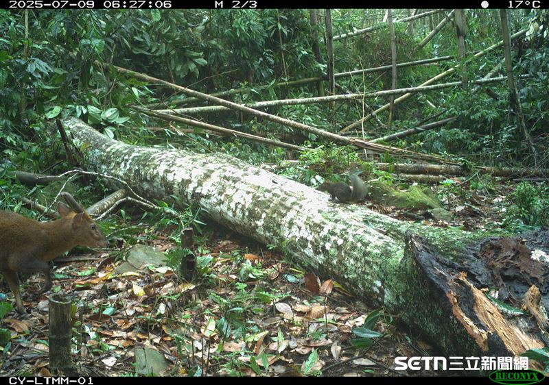 山羌與長吻松鼠同時出現在鏡頭內，彷彿成了「大個子與小精靈」的完美同框。山羌高大穩重，長吻松鼠則靈巧敏捷，兩者在同一畫面中各具特色，為這片山林增添了幾分生動的魅力，讓人不禁感嘆大自然中的奇妙共生。（圖／林業及自然保育署嘉義分署授權提供）