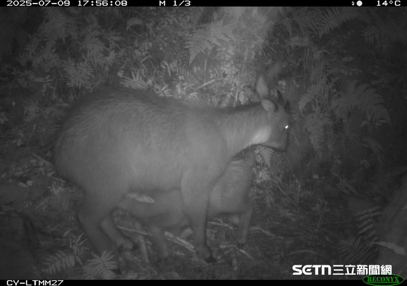紅外線相機捕捉到一幕溫馨的畫面，台灣野山羊正在悉心哺育幼崽。母羊低頭輕柔地餵養小羊，展現出母愛的細膩與無私。（圖／林業及自然保育署嘉義分署授權提供）