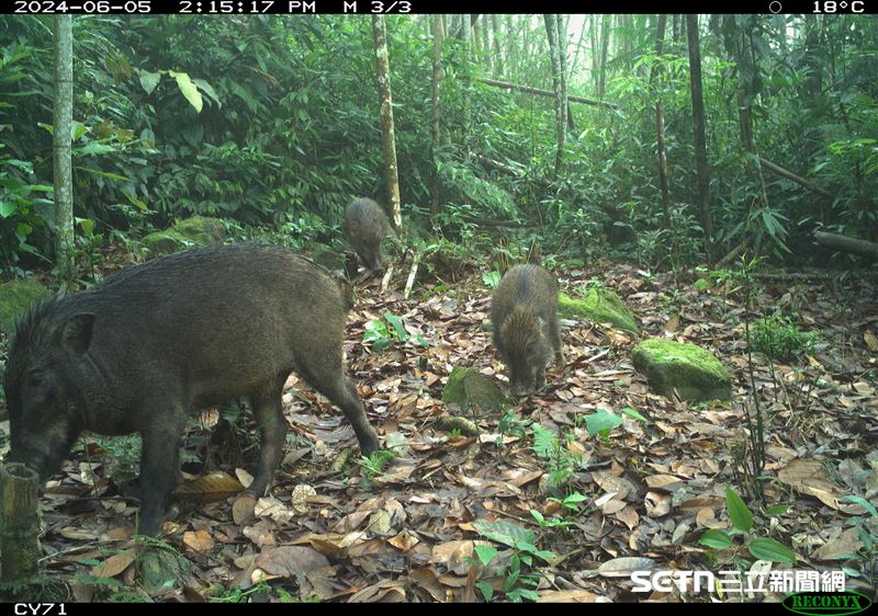 難得的溫馨畫面！台灣野豬親子在山林間悠閒地覓食，帶著小豬仔穿梭於灌木叢中，時而低頭尋找食物，時而警覺四周的動靜。（圖／林業及自然保育署嘉義分署授權提供）