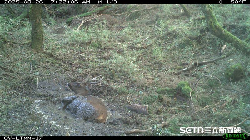 研究團隊透過「紅外線自動相機」捕捉到珍貴的畫面，台灣水鹿洗泥浴除了清潔身體、去除寄生蟲，同時也為了在炎熱天氣中降溫。（圖／林業及自然保育署嘉義分署授權提供）