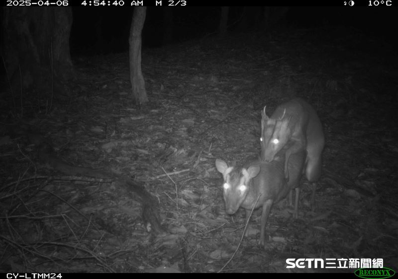 山羌的交配行為出現，正是這片棲地健全的明證。繁衍後代的過程反映了生態環境的穩定與多樣性，為這片森林帶來了生生不息的活力。（圖／林業及自然保育署嘉義分署授權提供）