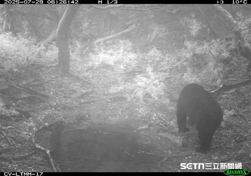 在鹿林山這片野生動物重要棲息地，成功記錄到了正在巡視領地的台灣黑熊。這一幕不僅證明了該地區作為台灣黑熊棲息地的重要性，也顯示出這些珍貴動物在這裡依然自由自在地生活，維持著自然的生態循環。（圖／林業及自然保育署嘉義分署授權提供）