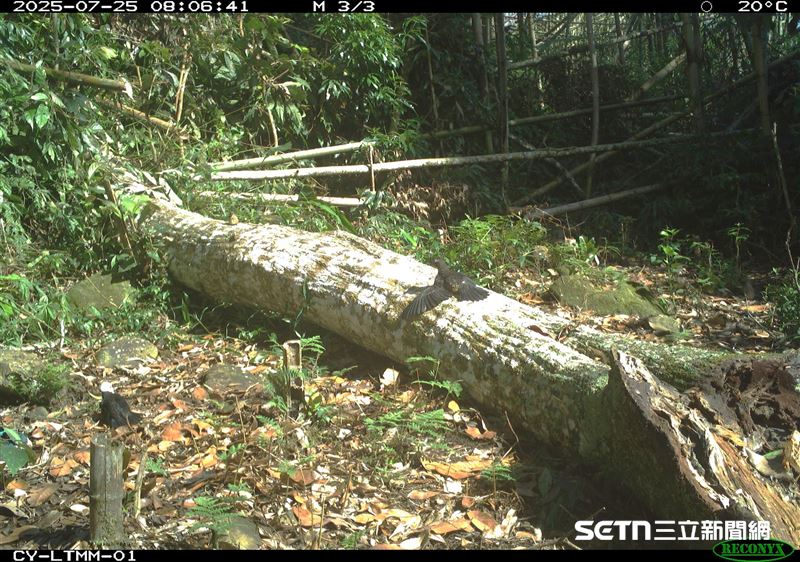 白頭鶇攤開翅膀曬太陽，這是一種維護羽毛健康的自然行為。陽光有助於祛除羽毛中的濕氣與寄生物，同時也讓它們保持潔淨與強韌。這一幕不僅展現了白頭鶇聰明的生活智慧，也讓人感受到大自然中每個細節所隱藏的生存技巧。（圖／林業及自然保育署嘉義分署授權提供）