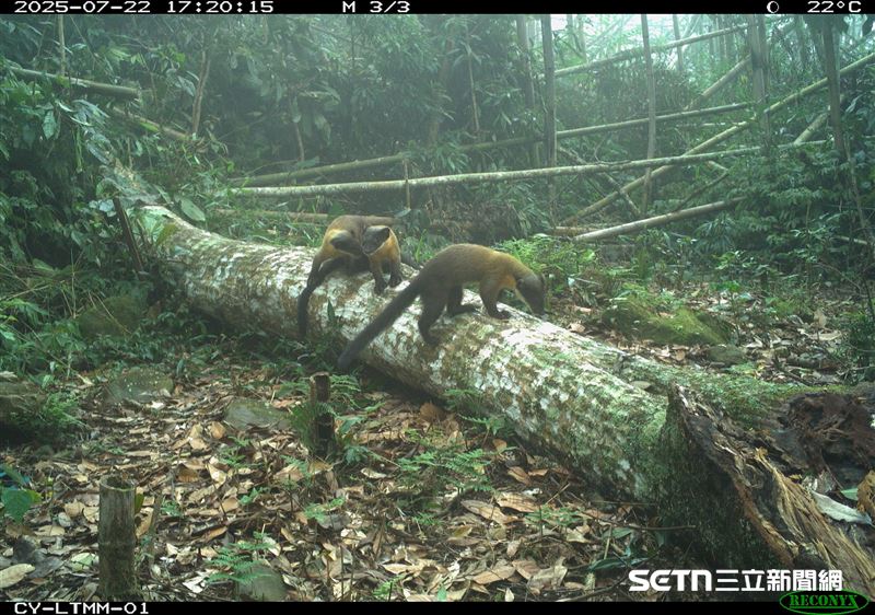 黃喉貂以矯健步伐，成群結隊穿梭於山林間，靈巧地探索著廣袤的領地。它們時而停下嗅聞，時而迅速奔跑，展現出強大的適應力與生命力。這樣的畫面不僅展示了它們在自然中的自由，也讓人更深刻感受到這片森林生態的豐富與活力。（圖／林業及自然保育署嘉義分署授權提供）