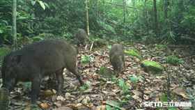 台灣野生動物／林業及自然保育署嘉義分署授權提供
