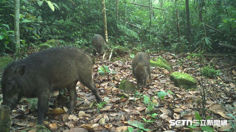 45萬張「森林偷拍照」解密 社交王是牠!