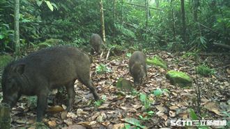 45萬張「森林偷拍照」解密　社交王是牠！