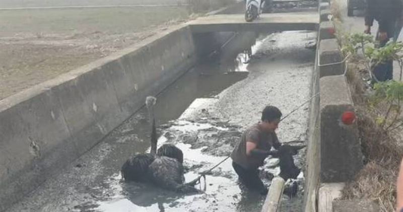 彰化伸港鴕鳥大逃亡，2隻巨鳥街頭狂奔，1隻遭捕獲，另一隻則是逃跑一夜後在泥沼中被民眾發現。（圖 ／翻攝畫面）