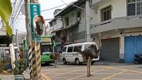 台中市烏日區溪南路三段，竟出現「鴕鳥」逛大街，2巨大鴕鳥，員警驅趕進停車場(圖／翻攝畫面)