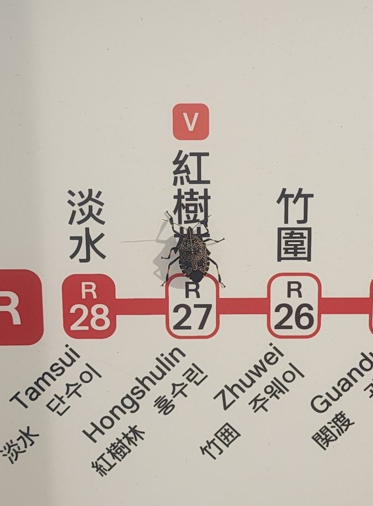 民眾在捷運站目擊，一隻椿象剛好停在紅樹林的「林」字上。（圖／翻攝自路上觀察學院）