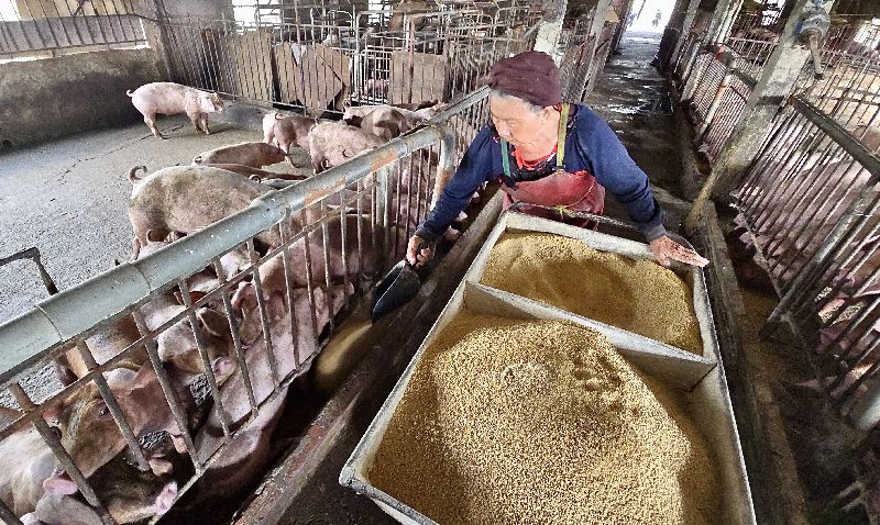 行政院院會4日通過「因應非洲豬瘟之廚餘養豬政策調整及廚餘去化」報告，規範廚餘養豬期限到民國115年12月31日止，116年起全面轉型飼料養豬。圖為高雄某養豬場豬農以飼料餵養豬群