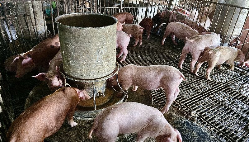 行政院拍板自民國116年起全面禁用廚餘養豬，但也訂緩衝期，開放有條件使用廚餘到115年12月31日止。為鼓勵儘速轉型，農業部增加誘因，將提供「立即轉型使用飼料者」較高補助轉型金額。圖為高雄養豬場一景