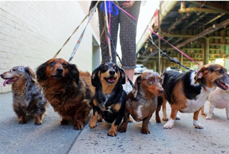 圖/浪浪狗緣提供