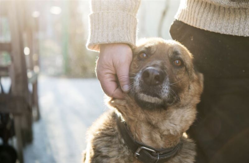 圖/浪浪狗緣提供