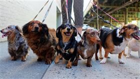 圖/浪浪狗緣提供