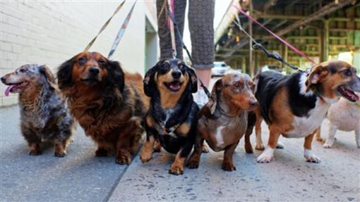 圖/浪浪狗緣提供