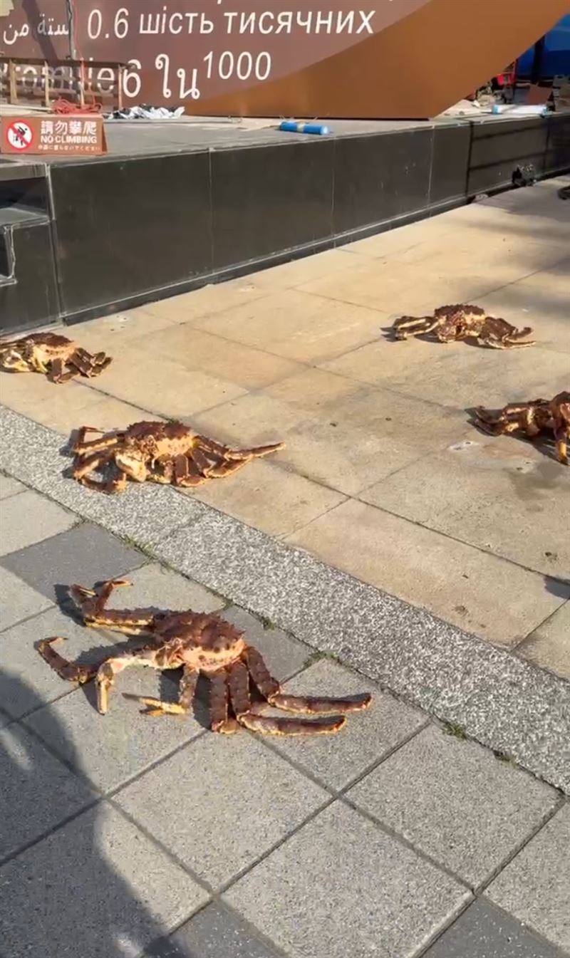 10隻活生生的帝王蟹，引起路人側目。（圖／翻攝自Threads）