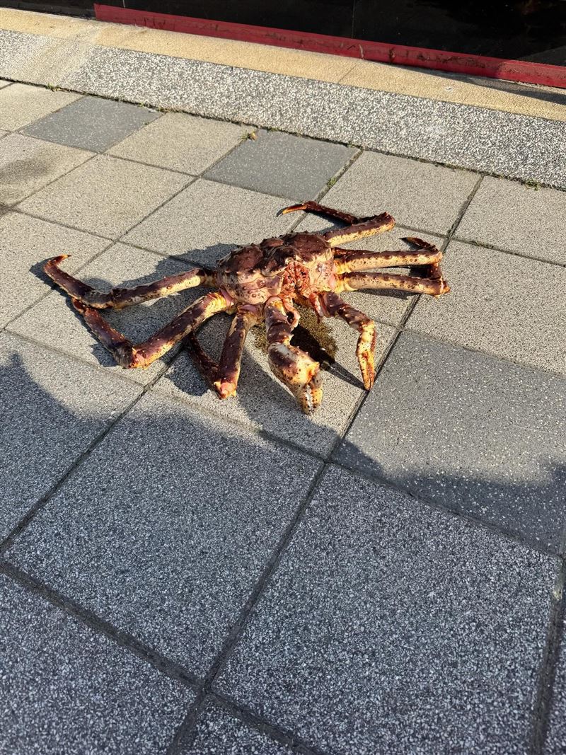 比人臉還大的帝王蟹。（圖／翻攝自Threads）