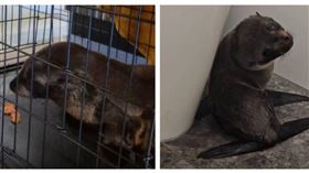 誤闖酒吧的小海豹藏身洗碗機下方，模樣呆萌引起眾人圍觀。（圖／翻攝自臉書，Sprig + Fern The Meadows）