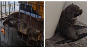 貪吃小海豹誤闖酒吧　躲馬桶旁表情引熱議