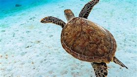 國泰投信「海誓山盟」啟新章，號召全民化身海龜守護者，全新海龜救援知識互動遊戲，持續深化ESG環境保育理念。（示意圖/ PIXABAY）