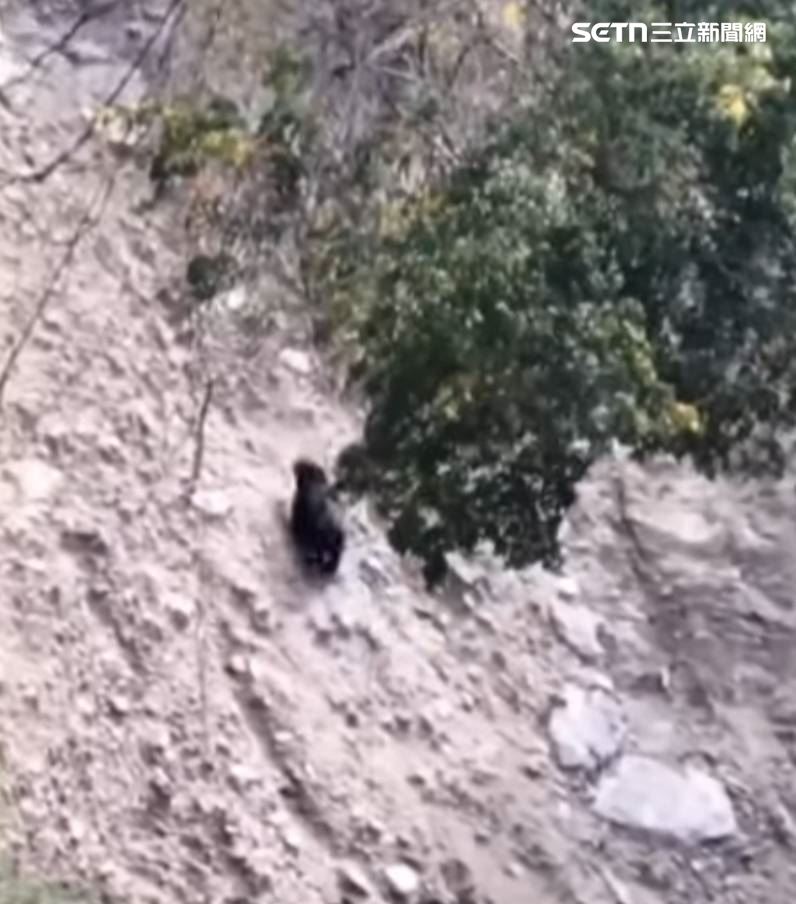 南投仁愛鄉南豐村及翠華部落附近驚傳黑熊出沒，2地點均是首次出現目擊通報。（圖／林保署南投分署提供）