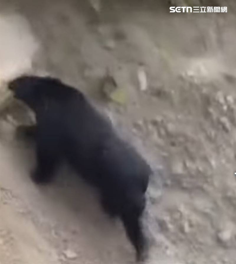 南投仁愛鄉南豐村及翠華部落附近驚傳黑熊出沒，2地點均是首次出現目擊通報。（圖／林保署南投分署提供）