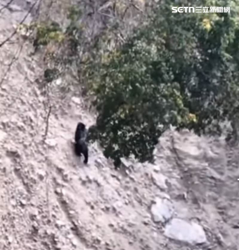 台灣黑熊在茶園及露營區附近徘徊，林保署南投分署已加強監測巡查。（圖／林保署南投分署提供）
