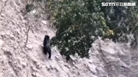 台灣黑熊,熊出沒,黑熊,南投,仁愛,南豐村,翠華部落,露營區,茶園（圖／林保署南投分署提供）