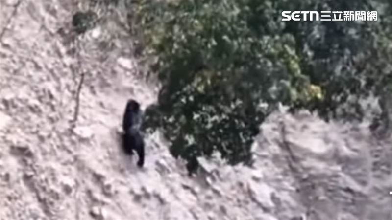 南投露營區外黑熊出沒！山壁奔走畫面曝光
