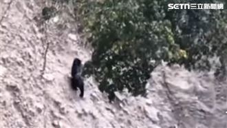 南投露營區外黑熊出沒！山壁奔走畫面曝光