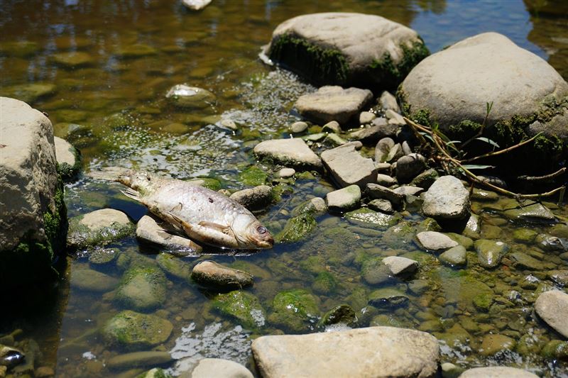 河流遭到鮭魚養殖廠汙染，導致當地原住民無法在河邊採集藥草。（示意圖／PIXABAY）