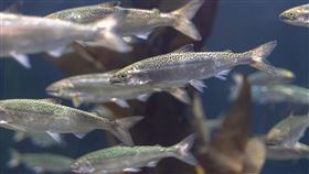 鮭魚。（示意圖／PIXABAY）