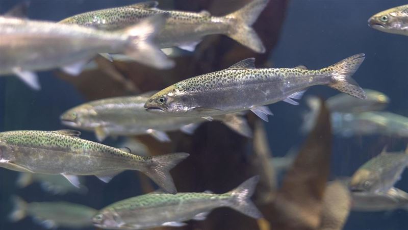 濫用抗生素！智利鮭魚用不良手段快速擴張